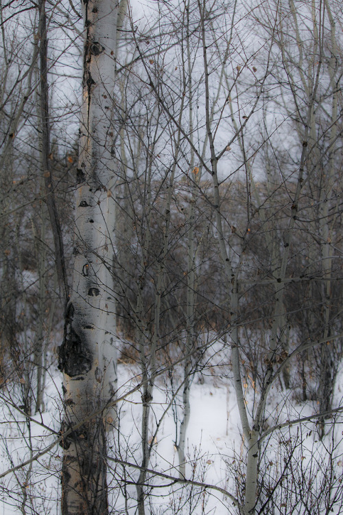 Aspen Grove in Winter: Grand Teton National Park, Wyomingriverwindphotography, December, 2018