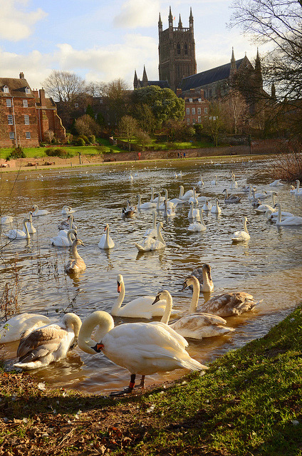 Swans on the river Severn in Worcester, England (by chris .p).