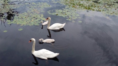 Some Swans and their babies. I took this after I was done at work at some dock near there.