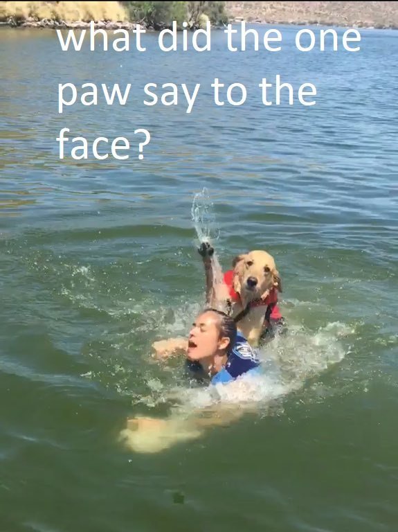 He's still a good doggo