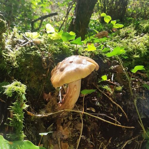 my mushroom :D