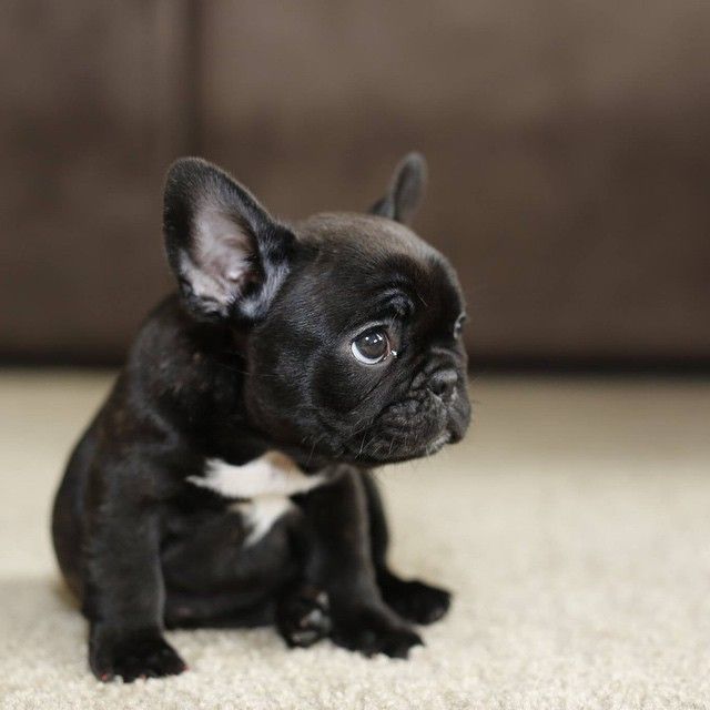 awwww-cute:  I want a French Bulldog so so so badly! (Source: http://ift.tt/1USP2IY)