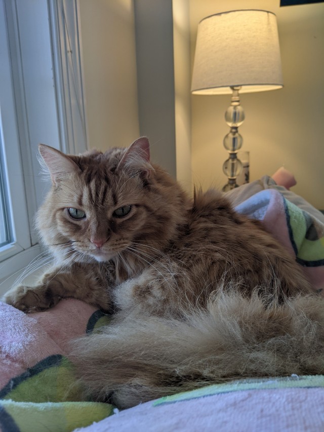 Wallace laying on a pink blanket, looking directly at the camera.