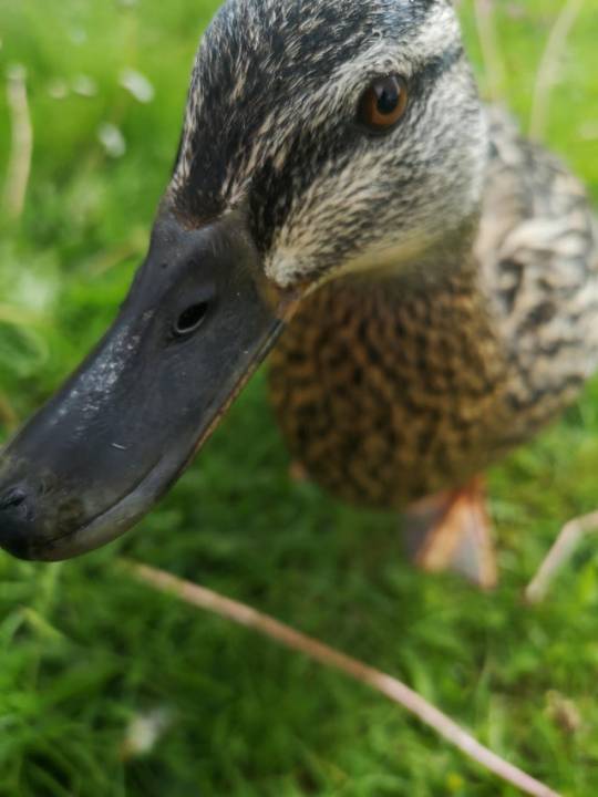 (OC) a duck that lives in my school #Cute#Sweet#Aww#awesome