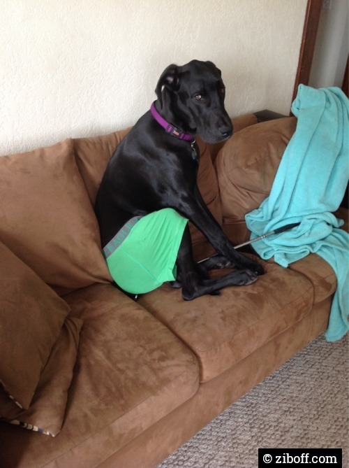 letslaughtogheter:  Whenever I catch him with my clothes in his mouth, he has to wear them.  More Funny & Adorable animals - HERE
