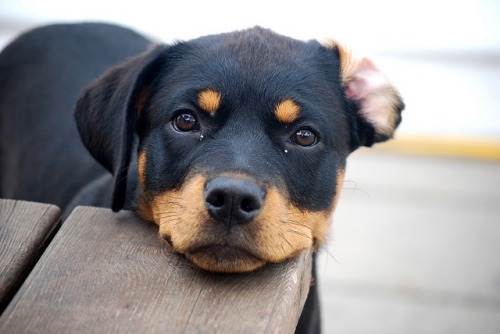 His Fur Is Perfectt