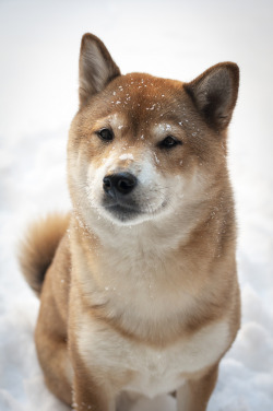 sheeba-inu:  Play (by Stephen Biebel Photography)