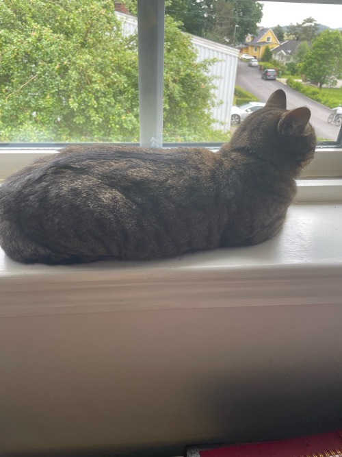 A Perfect Cat Loaf.