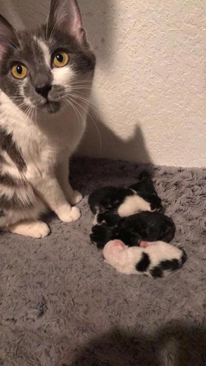 awwww-cute:“I made dis” (Source: http://ift.tt/2rG2tXb)