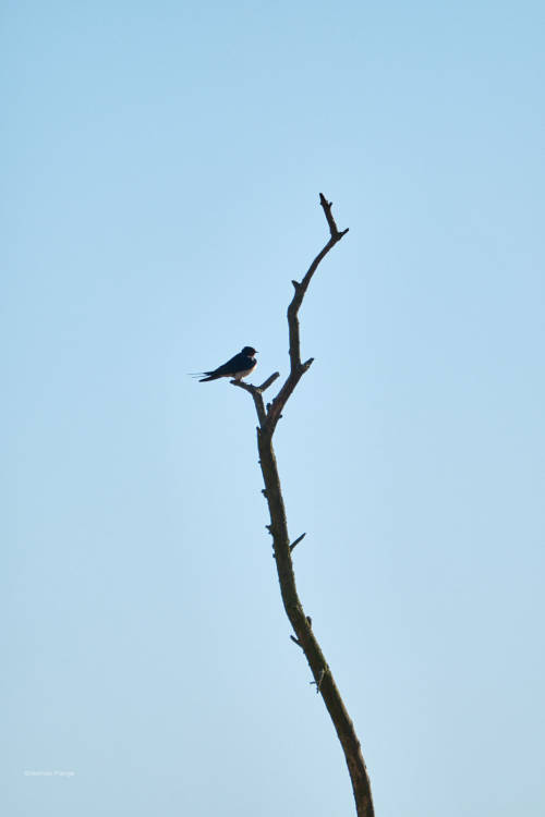 Odds and ends from the wetlands. Some pictures from the last weeks- resting barn swallows- gray wagt