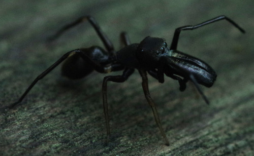 Macro photos of a male ant-mimic jumping spider from the genus Myrmarachne.