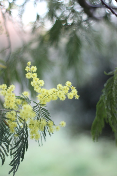 garden photography