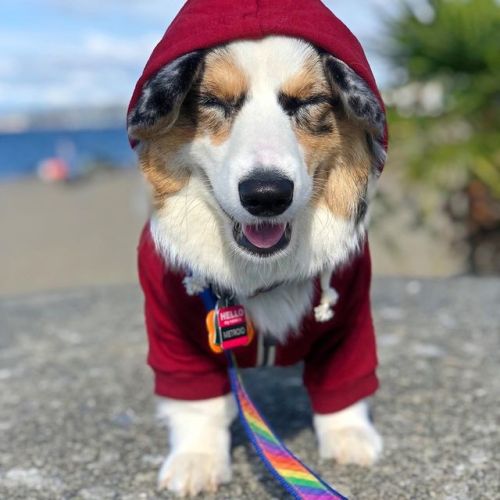 “Heh, heh, hump day, I get it.” . . #punnyjokes #punny #corgisofseattle #buzzfeedcorgis #alki #alkib