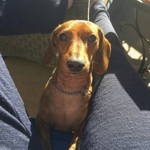 Can I has some mama? Pretty please with a treat on top? What a beggar #rockyandmini #stevieshaex #st