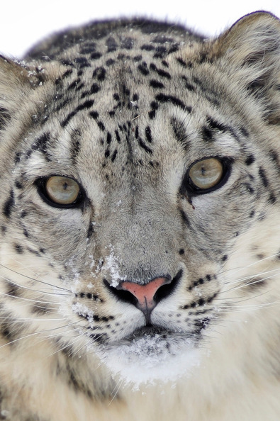 arctic-panda:Snow Leopard by Joseph Galernter