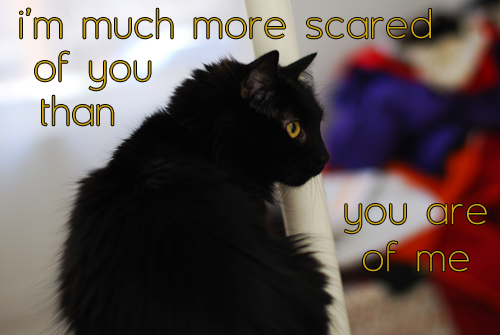 they-better-be-mysterious:On Friday the 13th, we’d also like to remind you thatblack cats are not evil or bad luck.They’re just cats.
