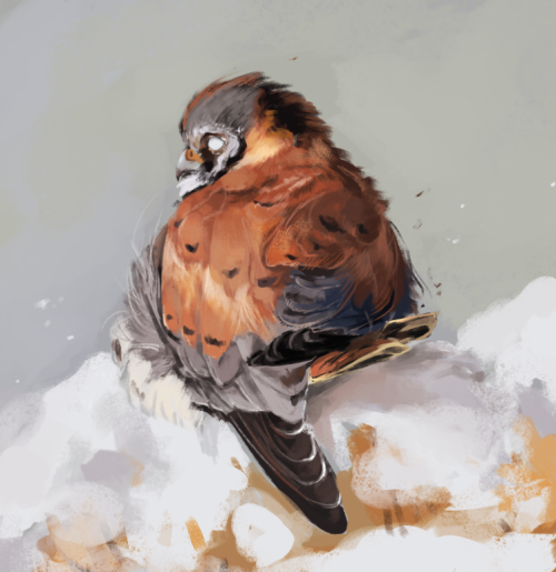 buboplague:Whoops im an idiot and accidentally deleted this post from May. Did 40 minute studies of birds for a week because I was feeling stuck, but wanted to say I at least tried for a little bit each day. 