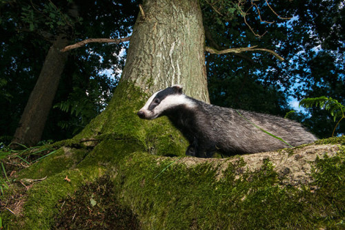 :  Badgers by James Warwick  porn pictures