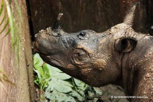 Rare Rhino Dies Days After Her Rediscovery  By Brian Clark Howard via National GeographicWhen a fema