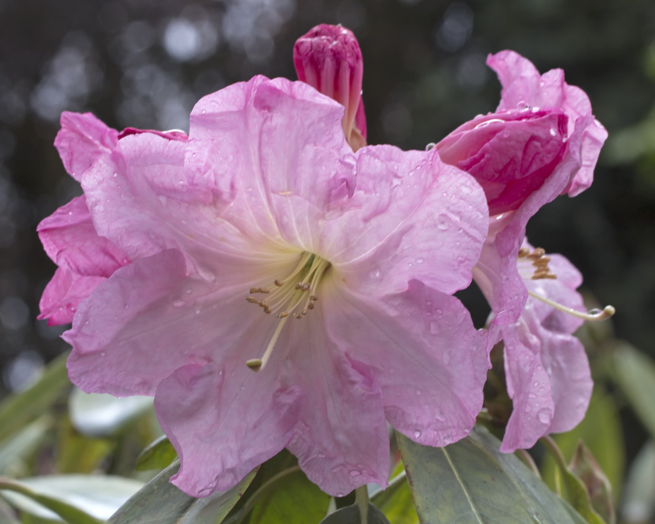 textless:  Crystal Springs Rhododendron Garden, Portland OR. 