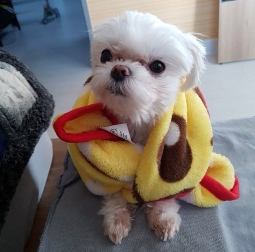 Princess CoCo Is Turning Three This Year!