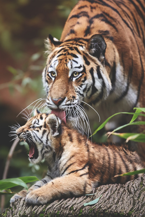souhailbog:  Mama, Let it be By   René Unger | More  