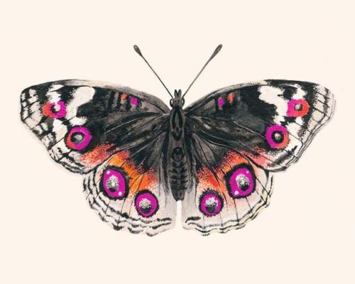 Butterfly Art Print //LunaReef