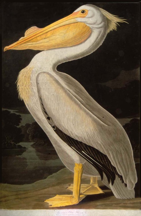 John James Audubon, The White Pelican from Audubon&rsquo;s Birds of America, 1827-38. Via University