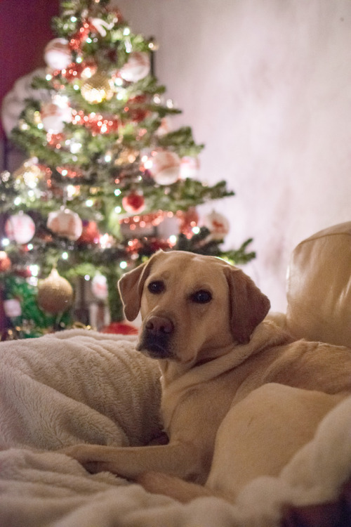 maisietheyellowlab:Sleepy Maisie and I wish you a wonderful Christmas or whichever holiday you celeb