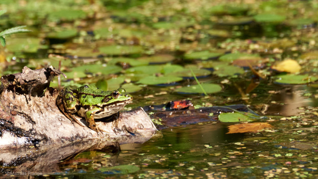 I waited so looooong on my log but now FROG Friday is back again