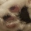 thatrabidwolf
