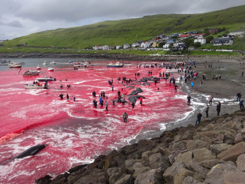 ‘TRADITIONAL TORTURE’ at Faroe Islands !“Grindadráp” (Lattice Killing