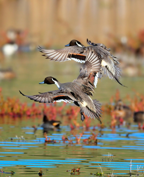 Northern Pintail (Anas acuta) >>by Jerry Ting