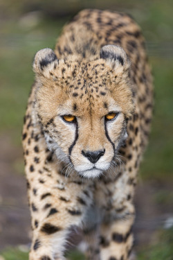 theanimaleffect:  Cheetah approaching by Tambako the Jaguar on Flickr.