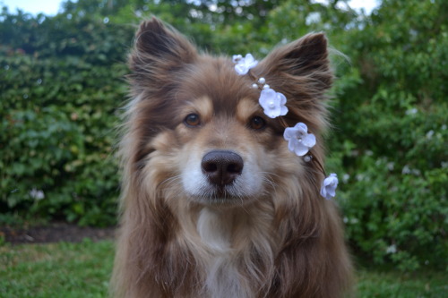 finnishlapphundblog:My mum found a flower crown whilst walking Mischa. I couldn’t help but make her 