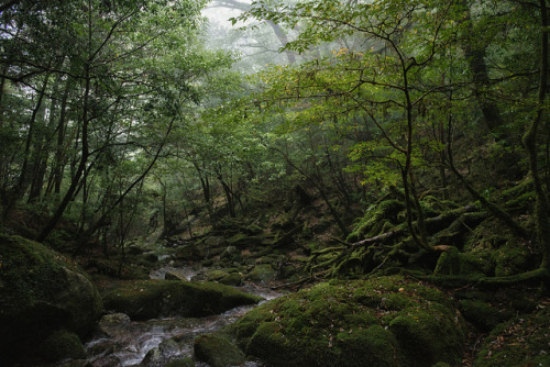 uulemnts:  mountain—witch: Yakushima by CaDs on Flickr.