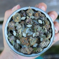 shesmokesjoints:  Full grinder = happy days 