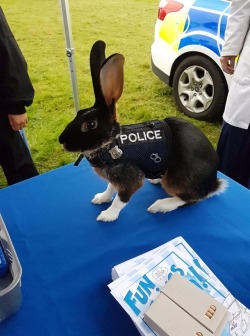 awwww-cute:  Don’t run from the police,