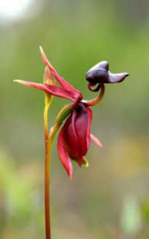 Plante étrange