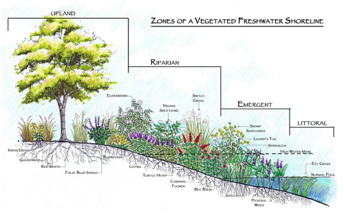 Shoreline planting :)- (courtesy Clemson University)