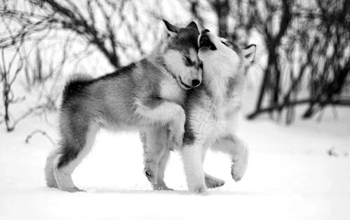 storyofthislife:  Puppies   Awwww 😍😍