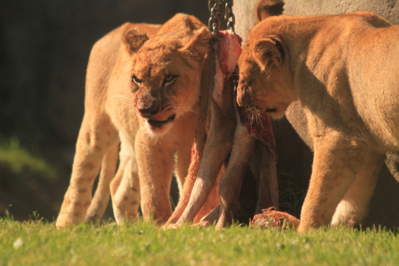 naturepunk:  The Oregon Zoo has a history of feeding their predators raw carcasses,