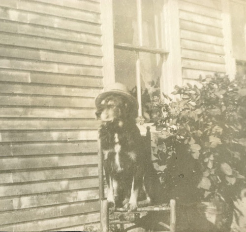 I found this in one of my old photo albums. It’s a dog wearing a hat sometime around 1900-1920.