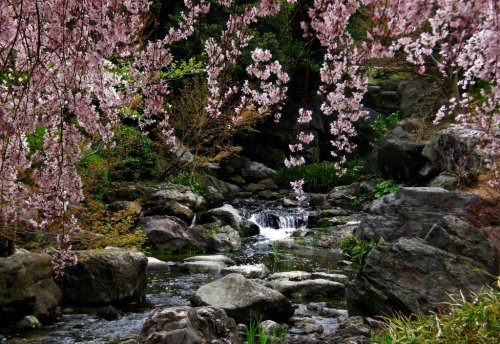 starry-moon-fruit: Cherry blossoms and stream by ~sleepyhamsteri