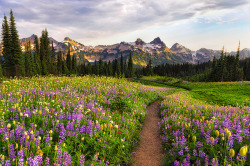 travelingcolors:  Path of flowers, Tatoosh Mountains | Washington (by Saravana)