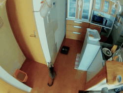 Catsdogsblog:more Gifs Http://Catsdogsblog.com/