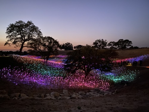 jadewolf-photography:Field of Light at SensorioPaso Robles, California