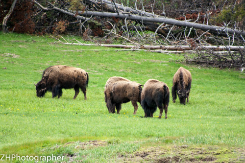 Buffalo in Yellowstone 