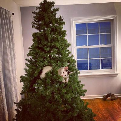 catasters: Tis the season