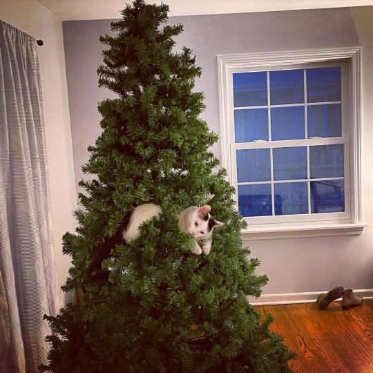 catasters: Tis the season